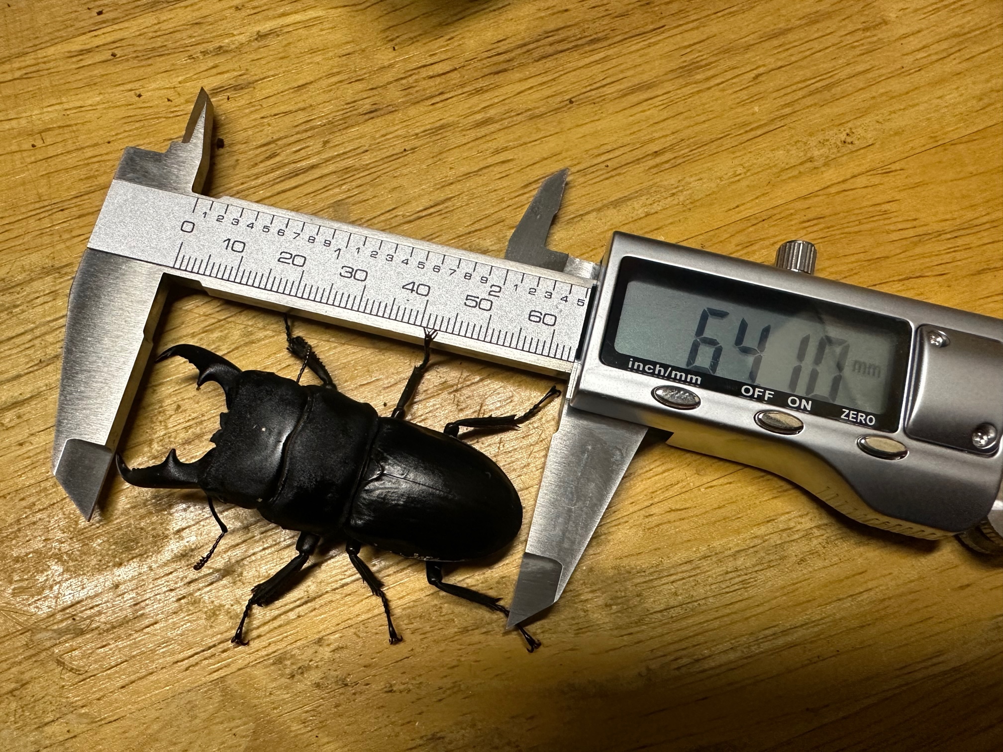 DDA】デジタルノギス (クワノギス) 1本 dda クワガタ カブトムシ 飼育 